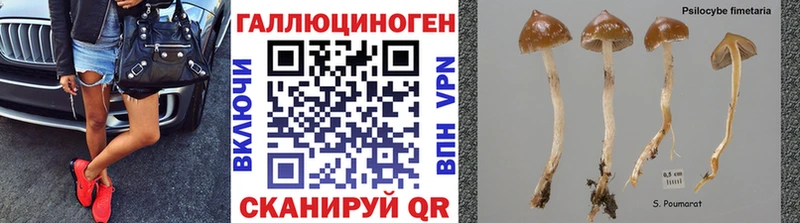 Псилоцибиновые грибы ЛСД цены Рошаль